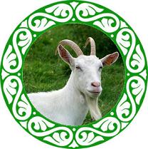 Year of Goat 2015